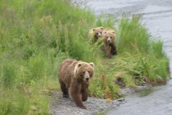 Bear Viewing Kodiak Island Alaska